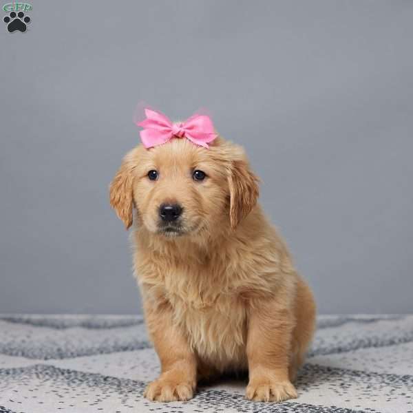 Kyra, Golden Retriever Puppy